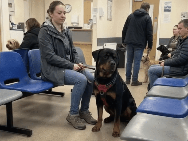 Vet waiting room, an old Rottweiler wearing the harness
