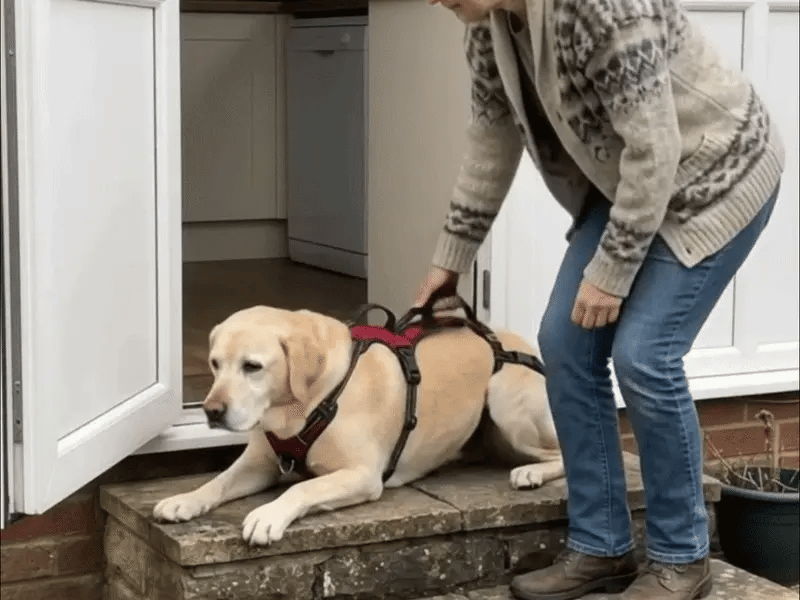 Three frames: the dog starts to push, a hand on the rear handle takes a little weight, the dog is standing