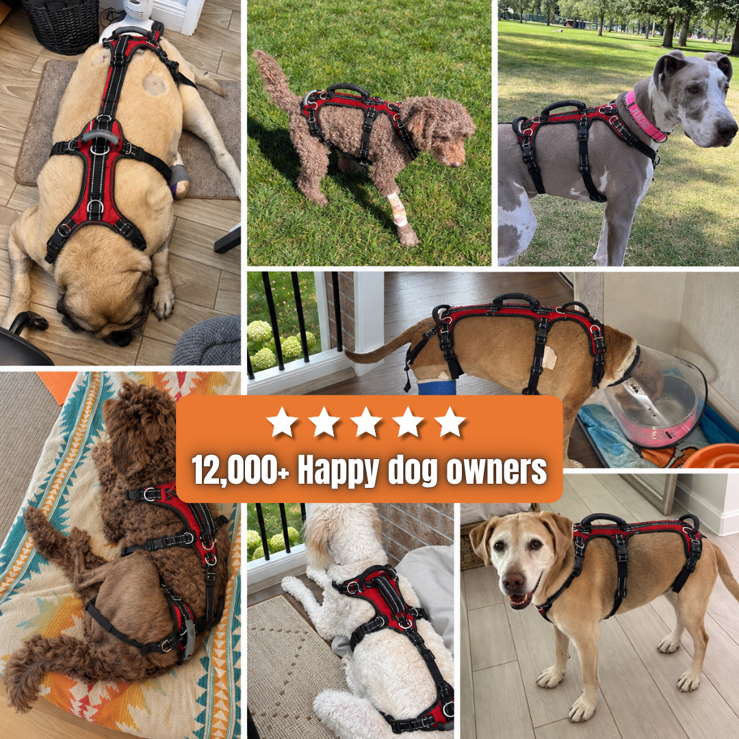 "Up-You-Get" Lift Harness