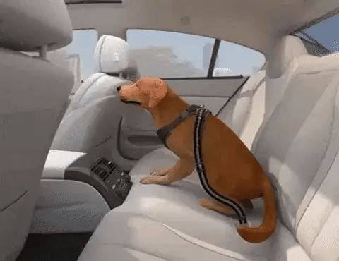 B90 PRO Dog Seatbelt
