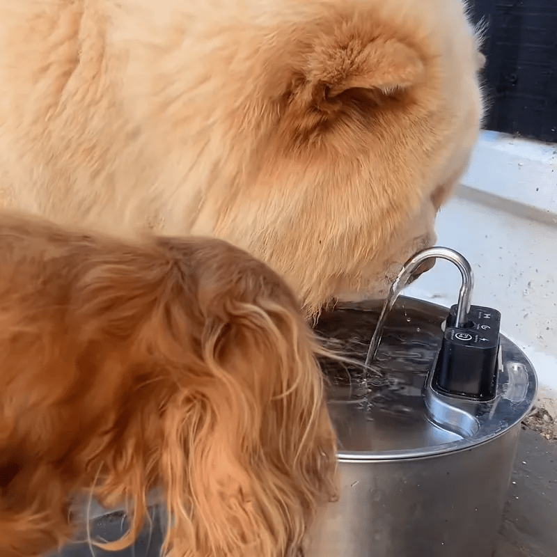 Two dogs drinking together from the stainless steel fountain