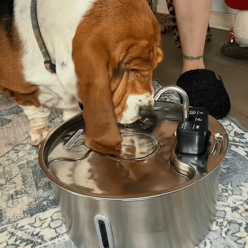 Basset hound drinking from the wide tray of the fountain