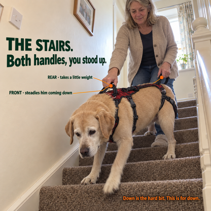 "Up-You-Get" Lift Harness