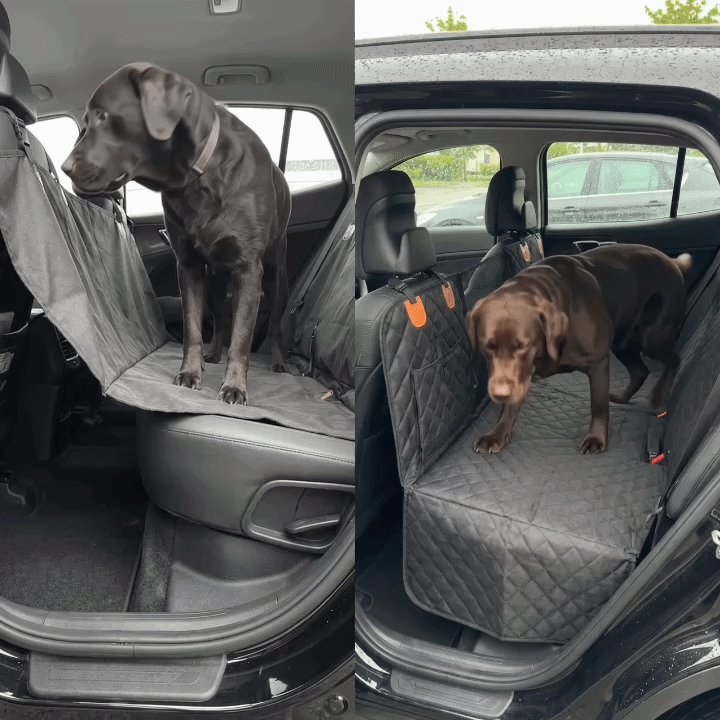 Large dog travelling in the back seat