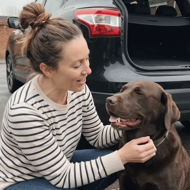 Large dog travelling in the back seat