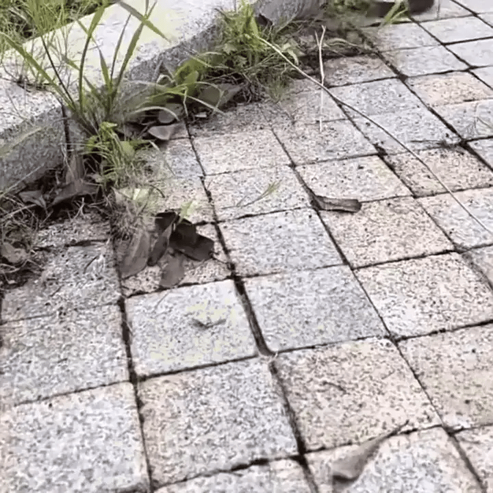 T26 PRO | 6" Indestructible Steel Trimmer Head