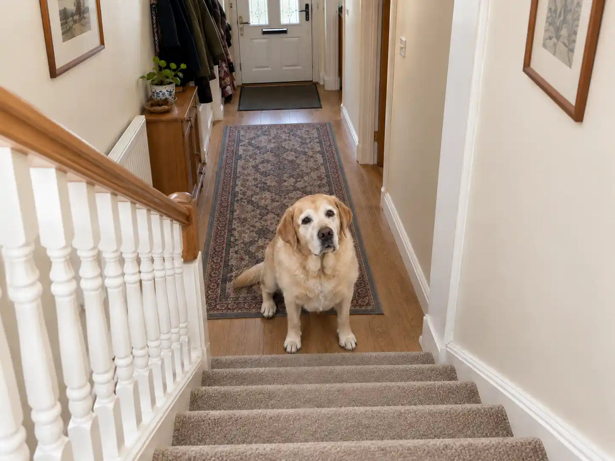 Barney at the bottom of the stairs, looking up