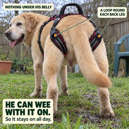 "Up-You-Get" Lift Harness
