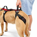 RYDA "Up-You-Get" harness